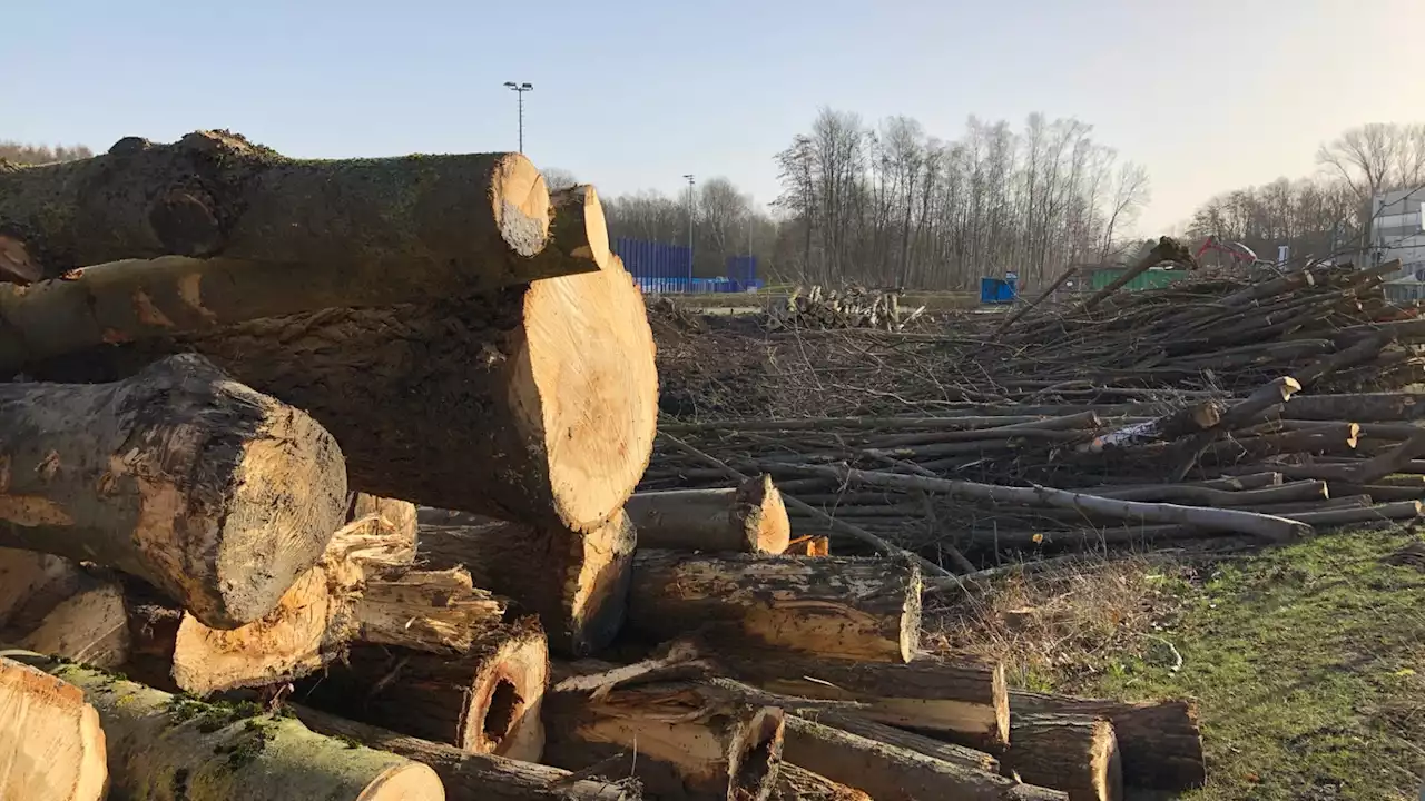 Streit um Waldrodung an der A2 im Kreis Herford