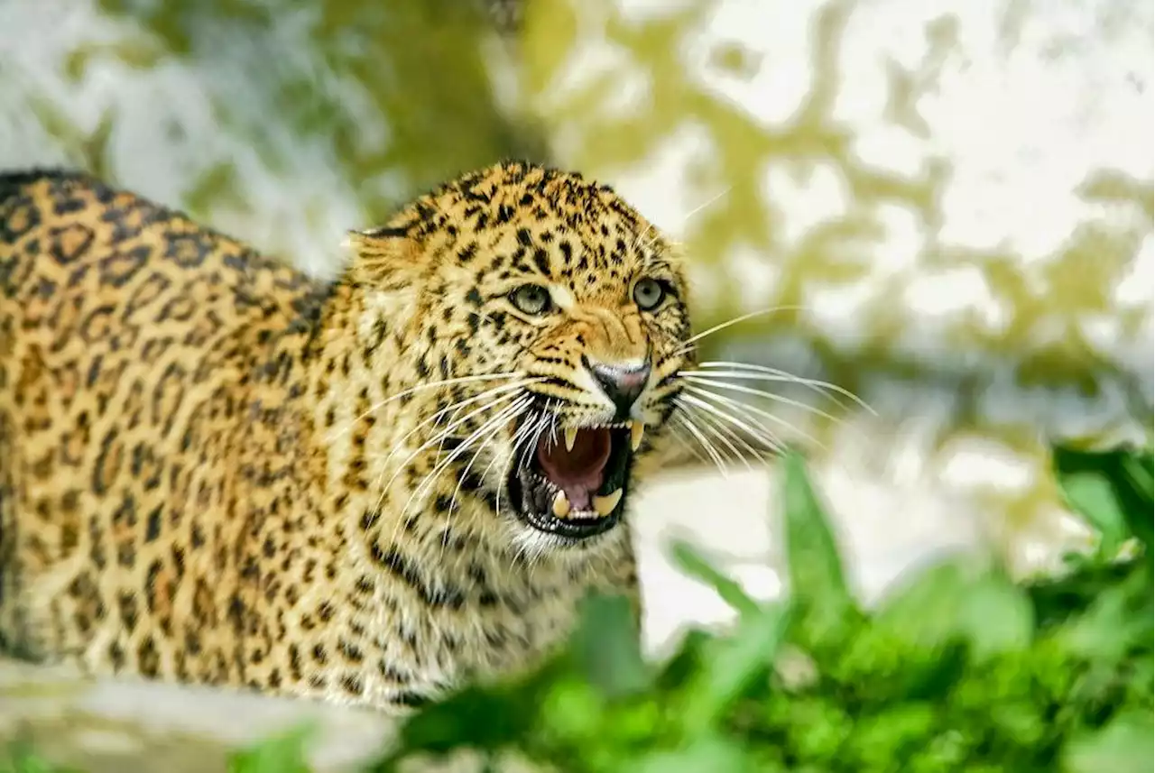 Scientists detect novel coronavirus in wild leopard cub in India