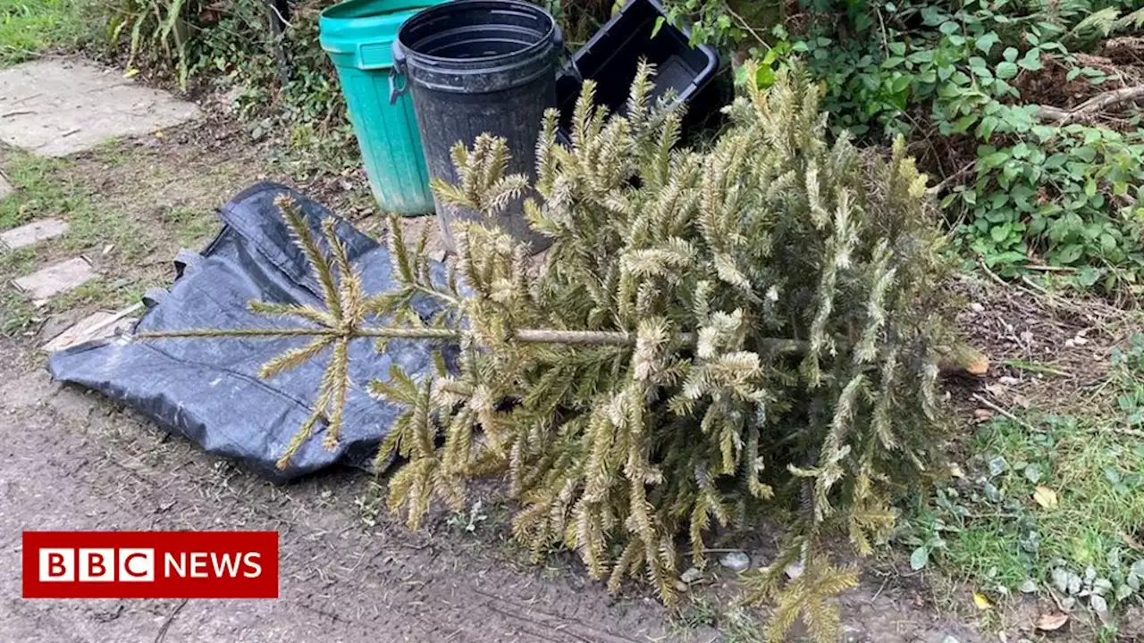 Christmas trees collection delayed in Cornwall