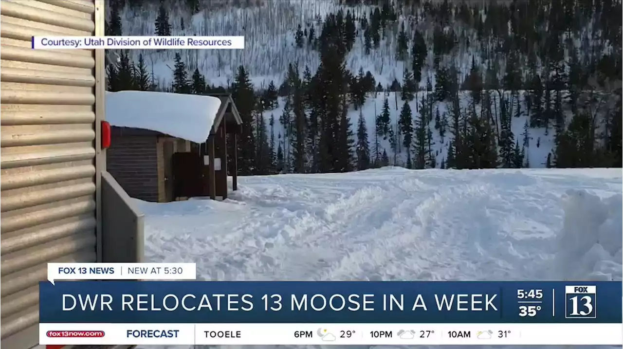 Utah wildlife officers stay busy getting moose off roads, out of neighborhoods