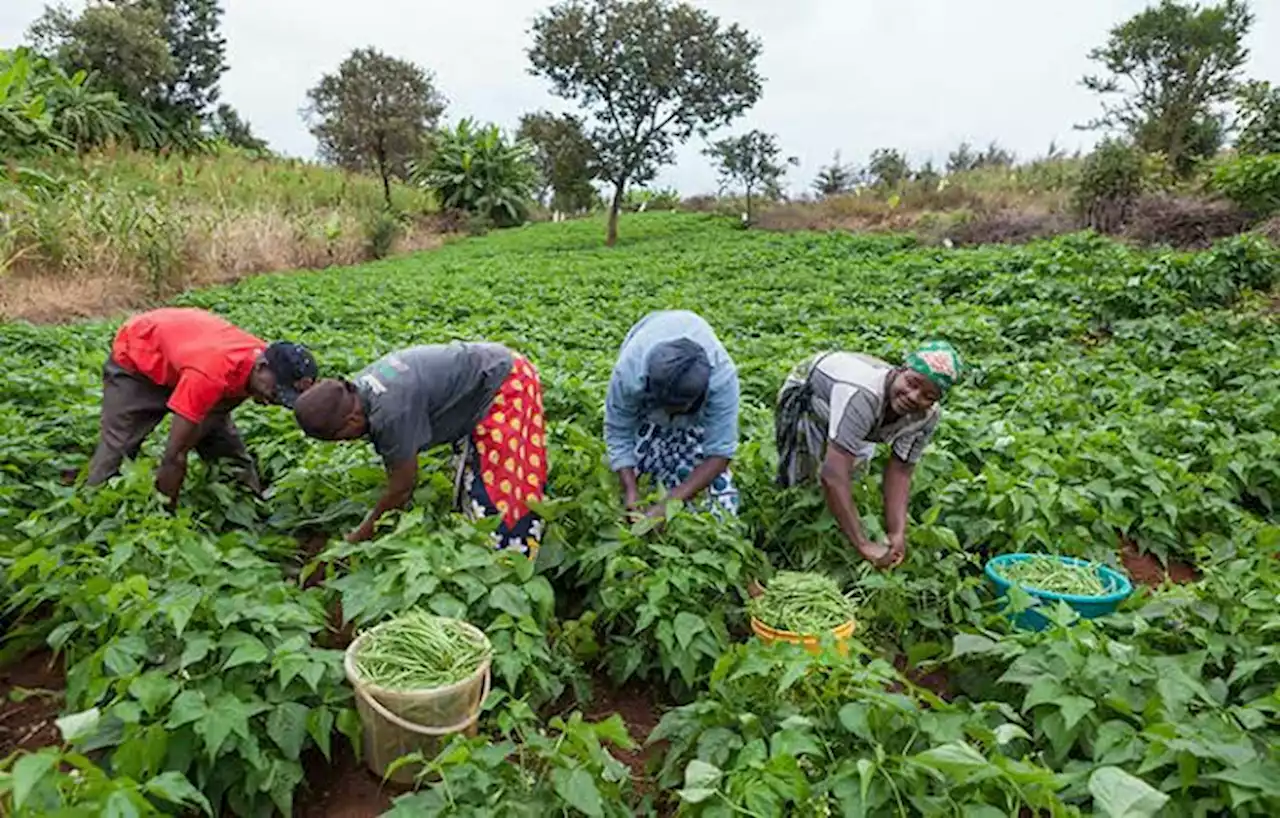 Senator empowers 200 farmers with agric implements, inputs | The Guardian Nigeria News - Nigeria and World News