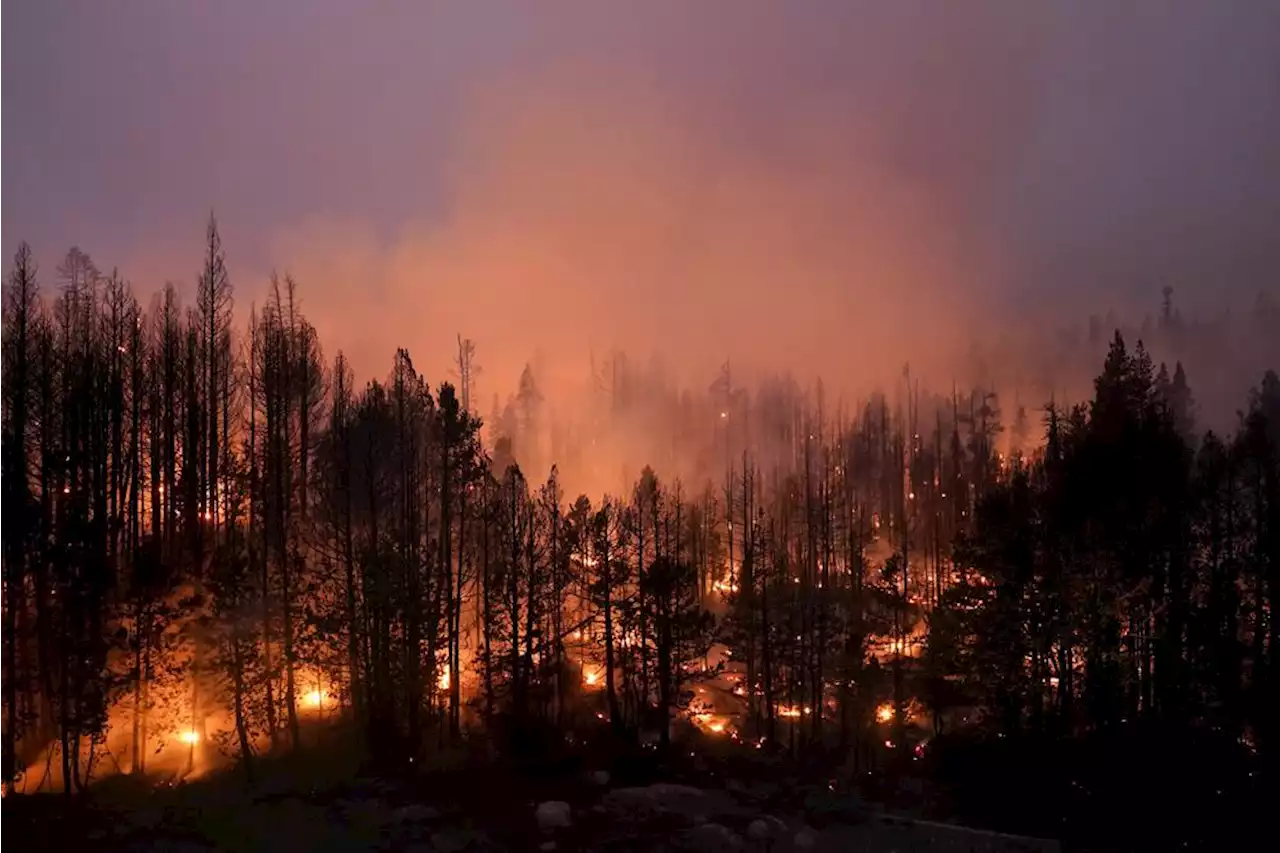 US plans $50 billion wildfire fight where forests meet suburbia