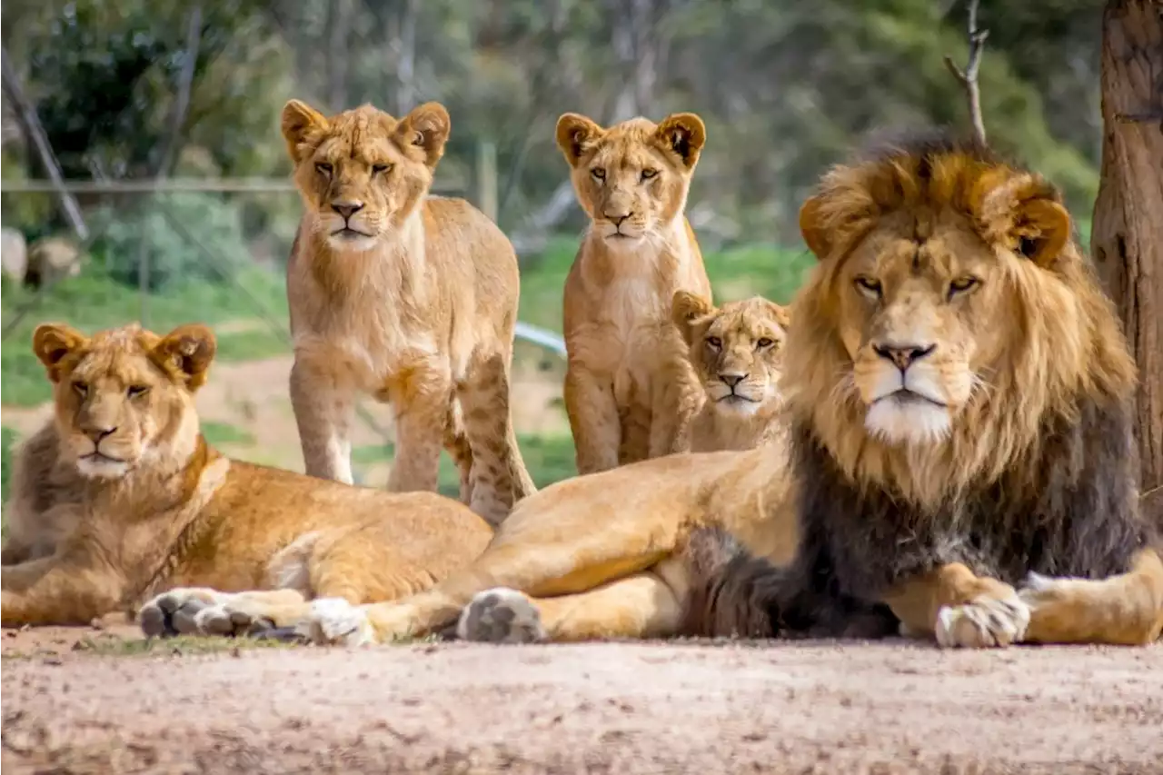 Covid-19 infected lions prompt variant warning in SA