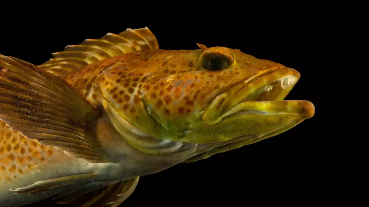 This fierce fish grows 20 new teeth each day