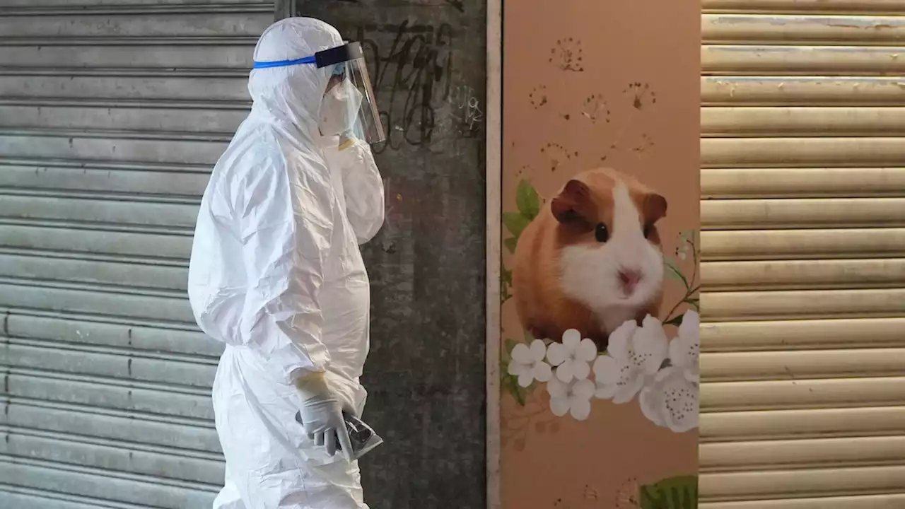 Hong Kong to Kill 2K Animals After Pet Store Hamsters, Employee Get COVID-19