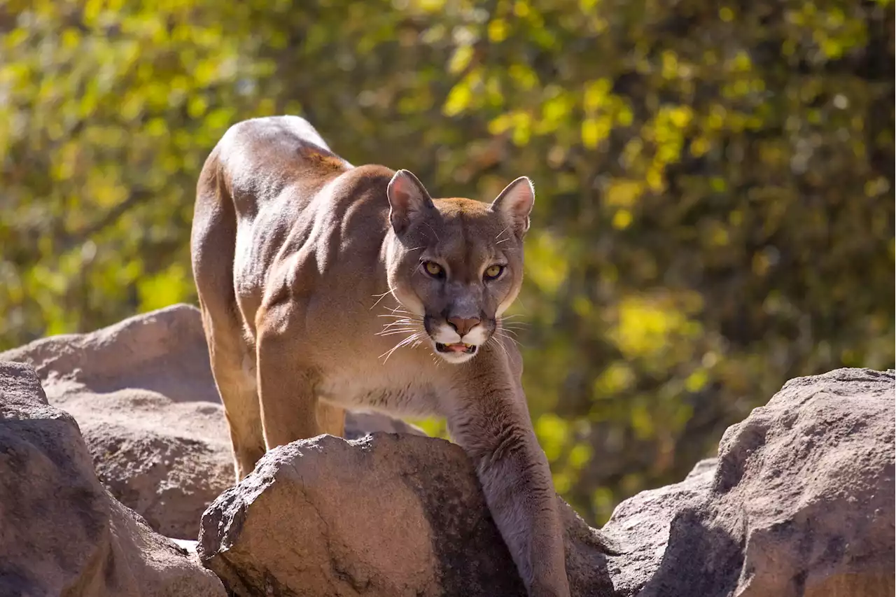 Mountain lion breaks into Las Vegas back yard, gets scared into tree by pitbull