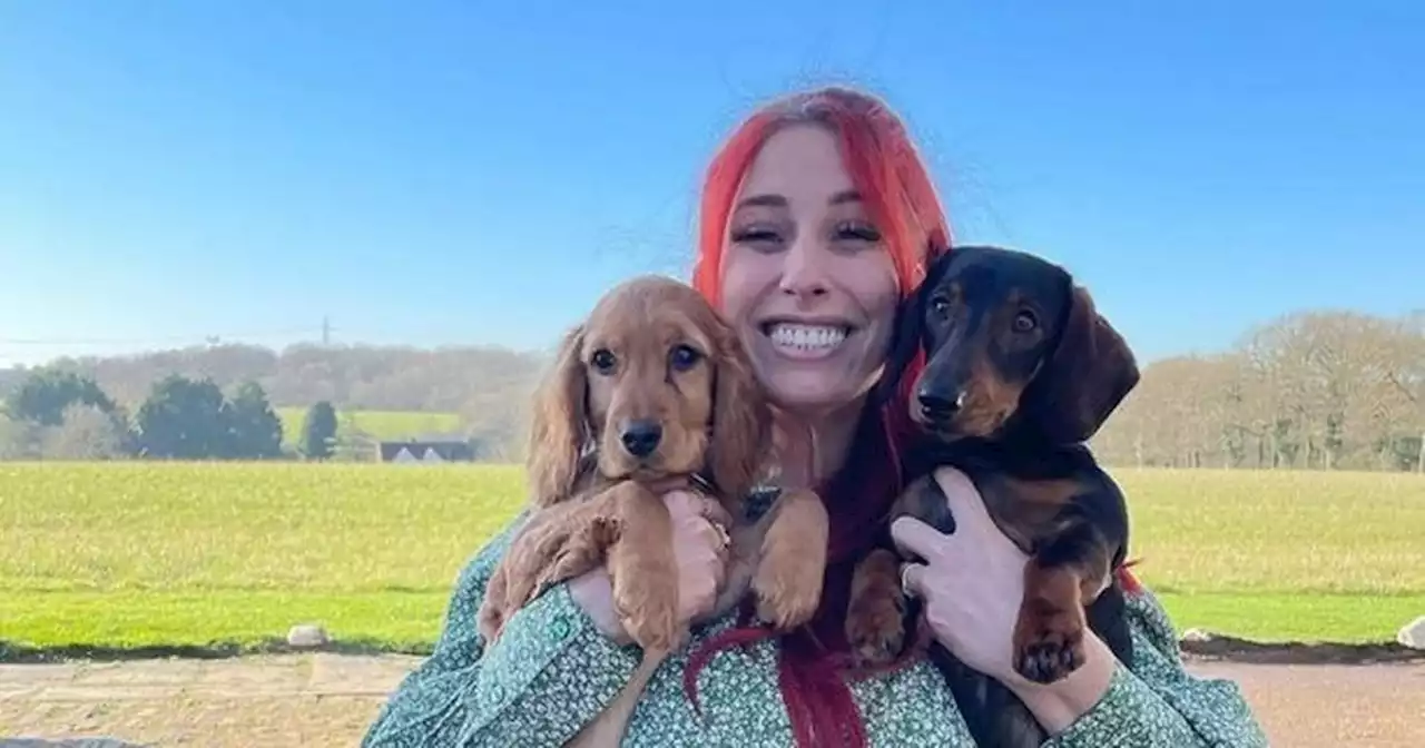 Rescue centre hits back as Stacey Solomon accused of jumping dog adoption queue