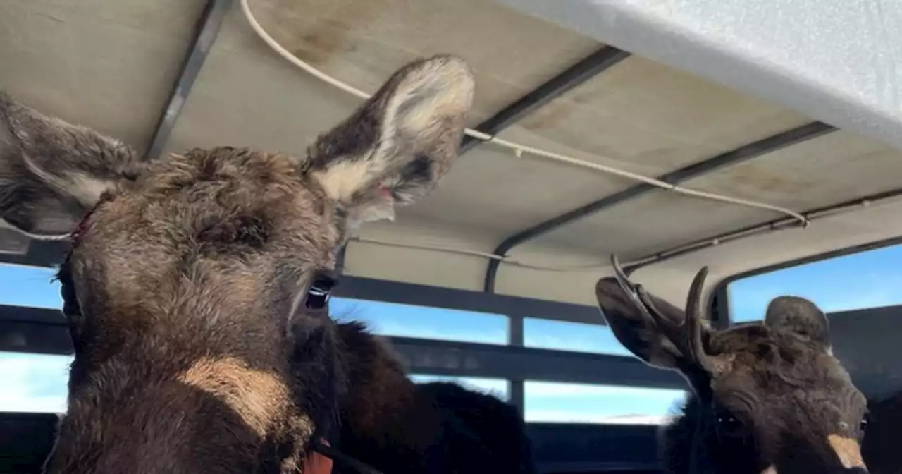 Moose on the loose: Utah Division of Wildlife reports 11 incidents, including close calls on I-80