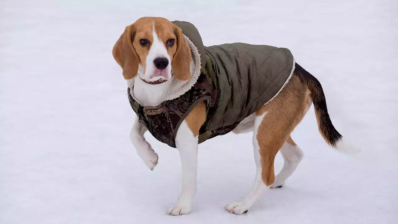 Neglected Dog Always Wearing Same Clothes