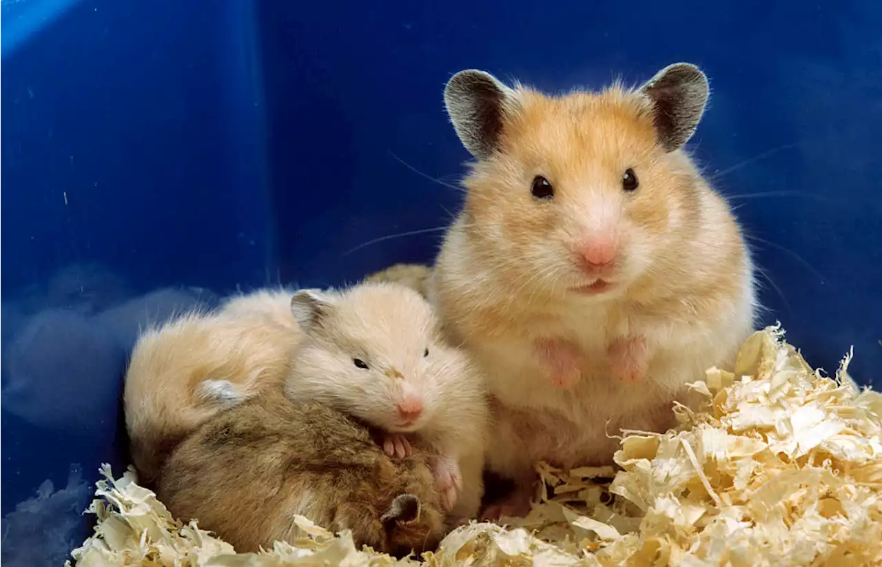 Hong Kong Says Hamsters May Have Infected a Pet Shop Worker With COVID-19. Now They All Must Die