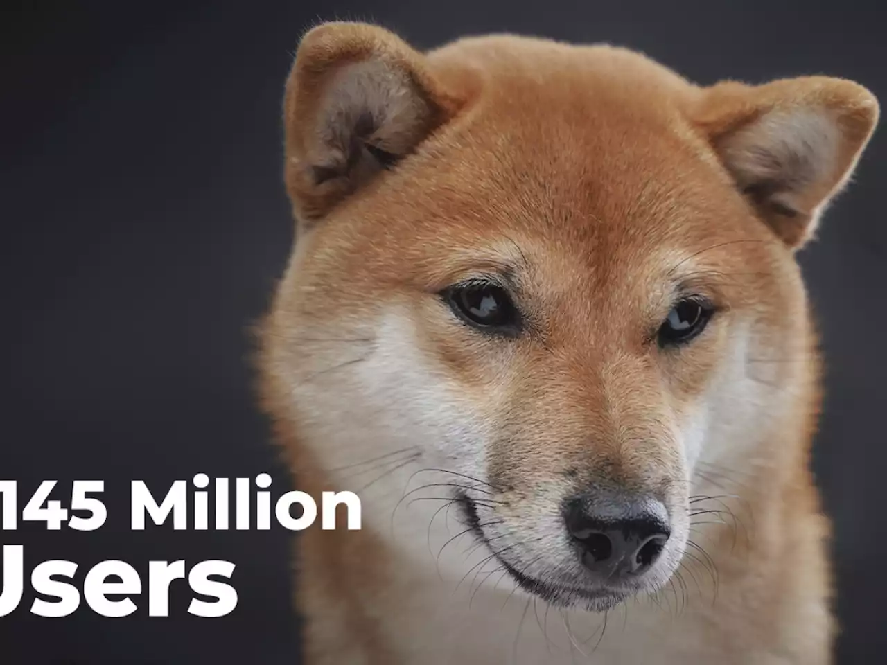 Shiba Inu Now Held by Over 1.145 Million Users: New All-Time High