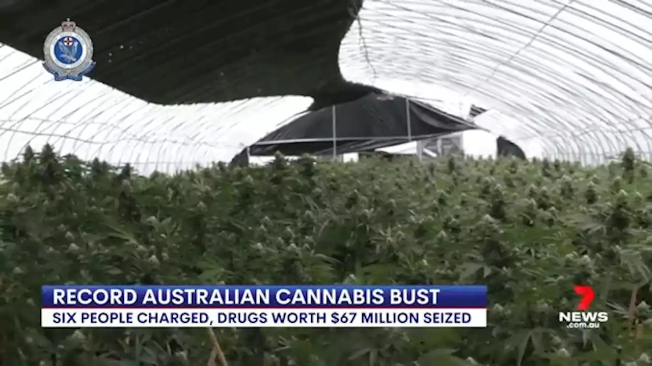 Record $67m cannabis bust in western NSW