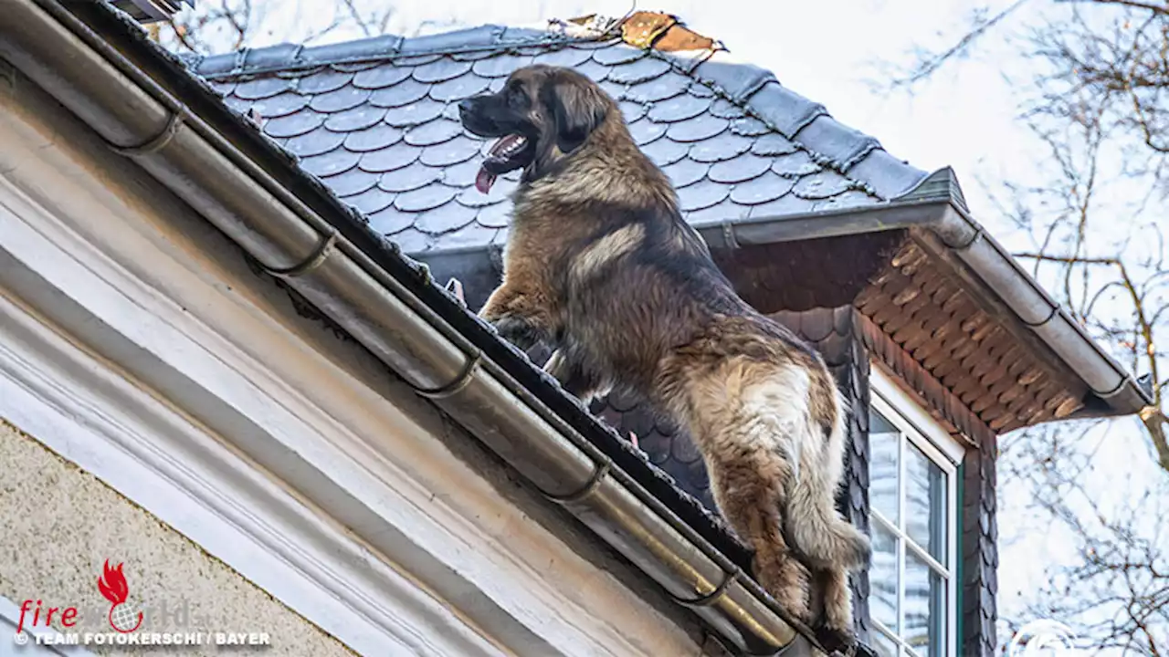 Oö: Feuerwehrmann fängt in Alkoven von Dach stürzenden Hund