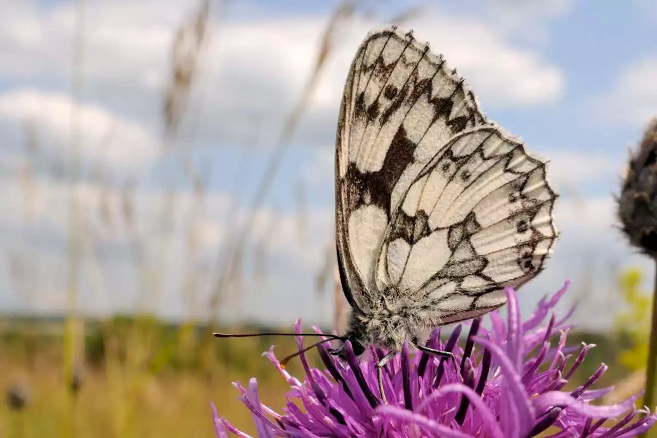 Air pollution makes it harder for pollinators to find plants