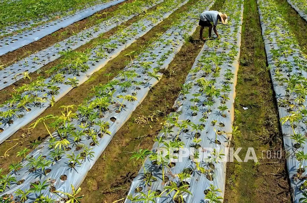 Pemkab Madiun Dorong Pusat Tetapkan Patokan Harga Porang |Republika Online