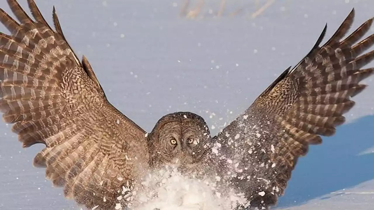 Silent owls inspire quest for quieter drones and aircraft