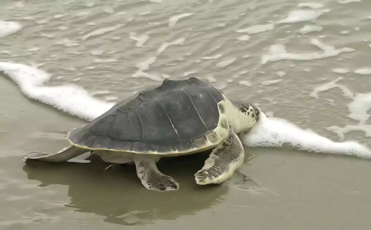 Sea turtle swims wild after long rehab at 2 aquariums