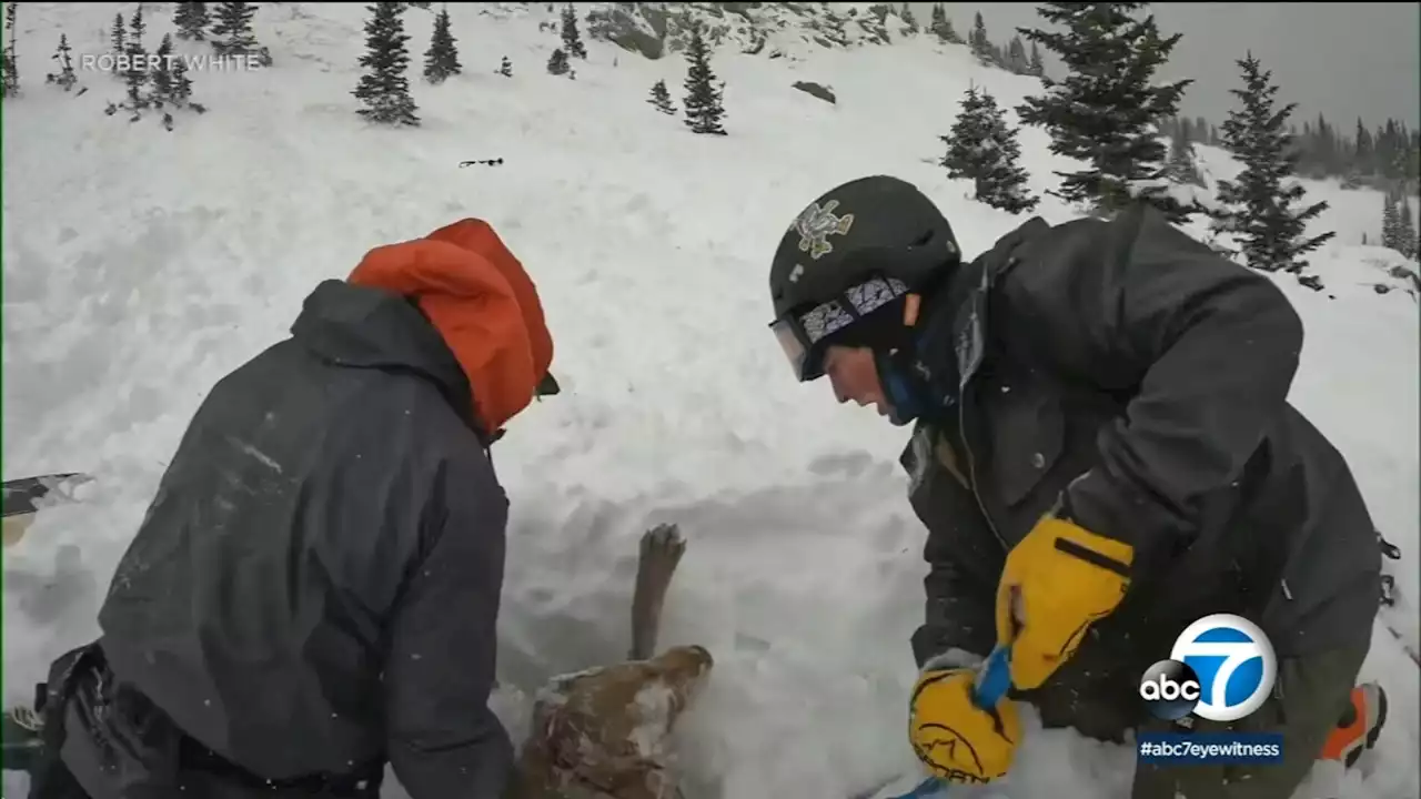 Dog buried in snow, rescued after being swept away in Colorado avalanche