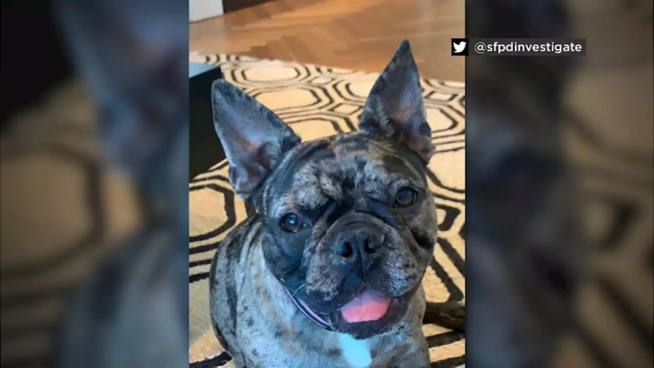 French Bulldog 'violently robbed' from owner in San Francisco's Marina District, police say