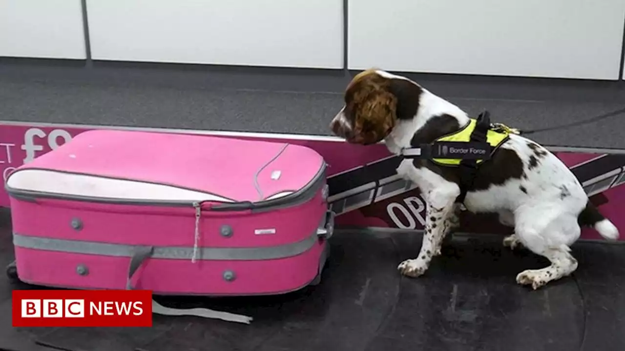 Dogs trained to sniff out high risk animal imports