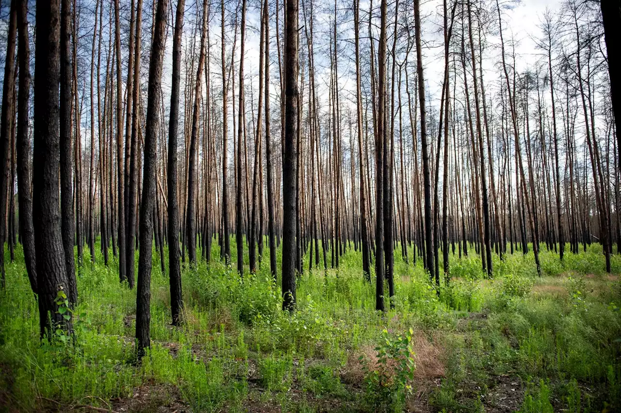 Brandenburg sorgt für fünfmal mehr vorbildliche Wälder