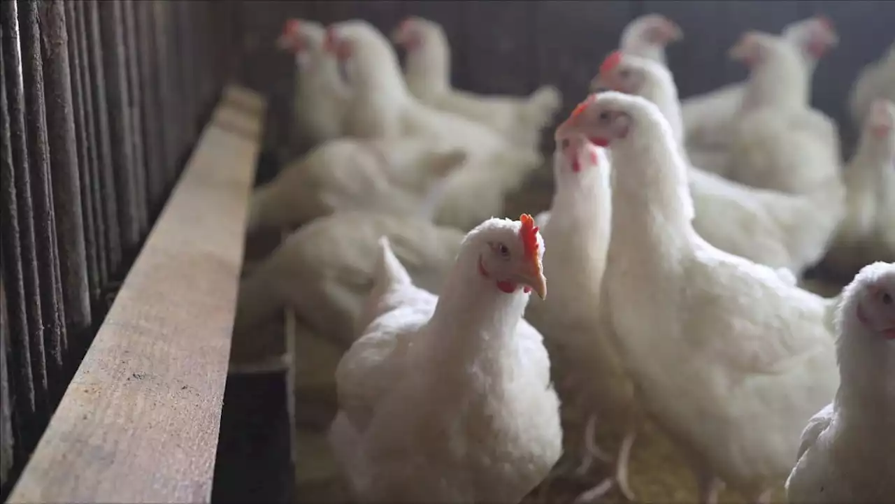 Bulgaria culls 39,000 chickens after bird flu outbreak