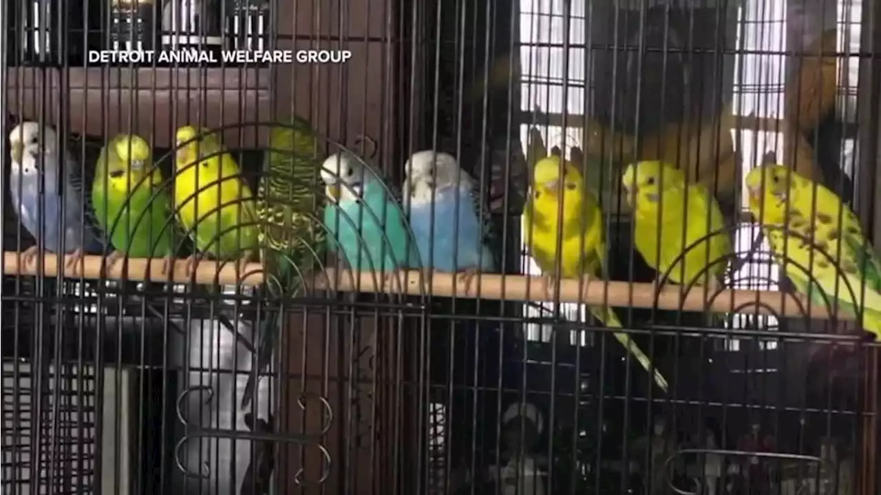 Michigan man surrenders more than 800 parakeets