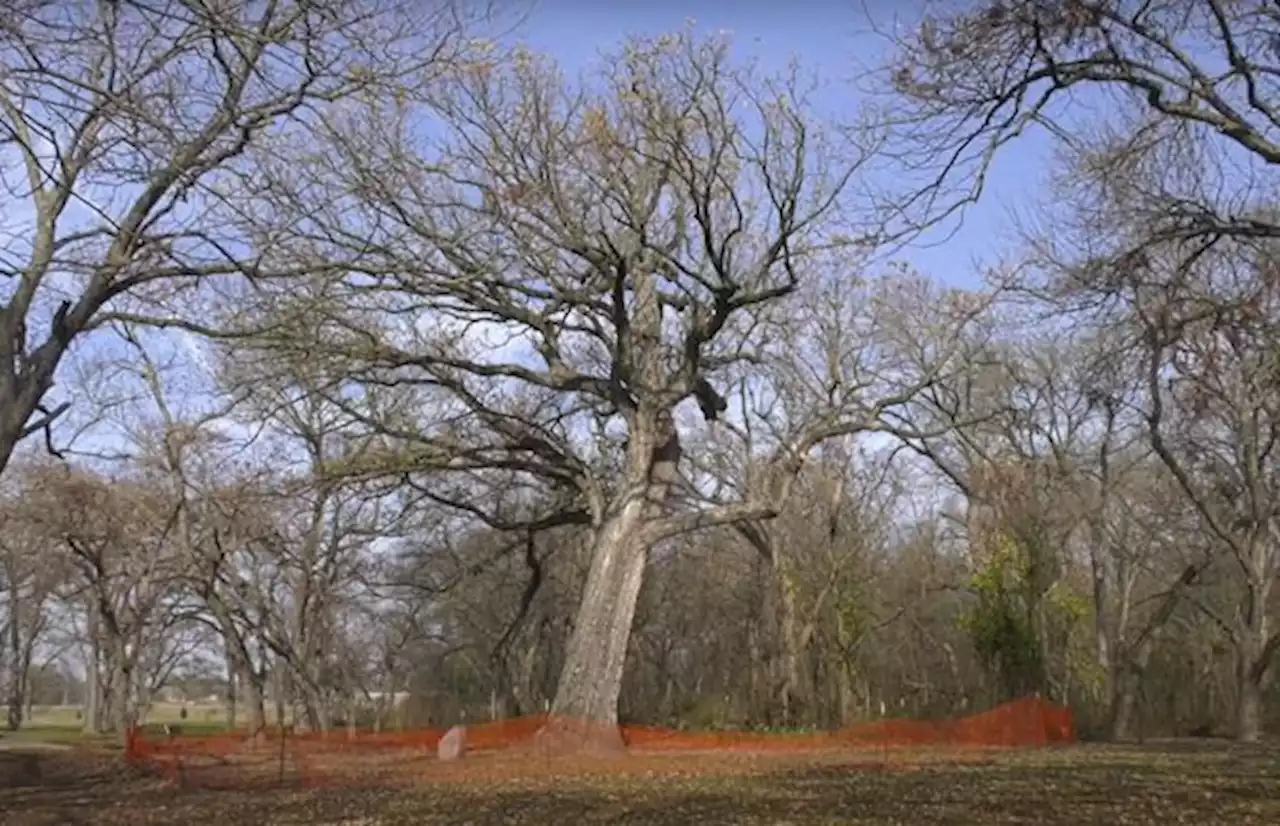 Saving 400-year-old bur oak tree was highlight for Plano Parks and Rec in 2021