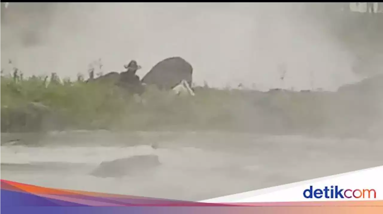 Dua Warga dan Empat Kerbau Terjebak Banjir Lahar Gunung Semeru