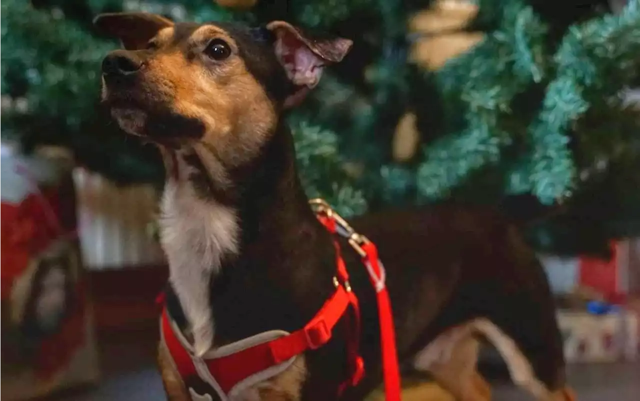 Lockdown puppy needs a new home after owners returned to work