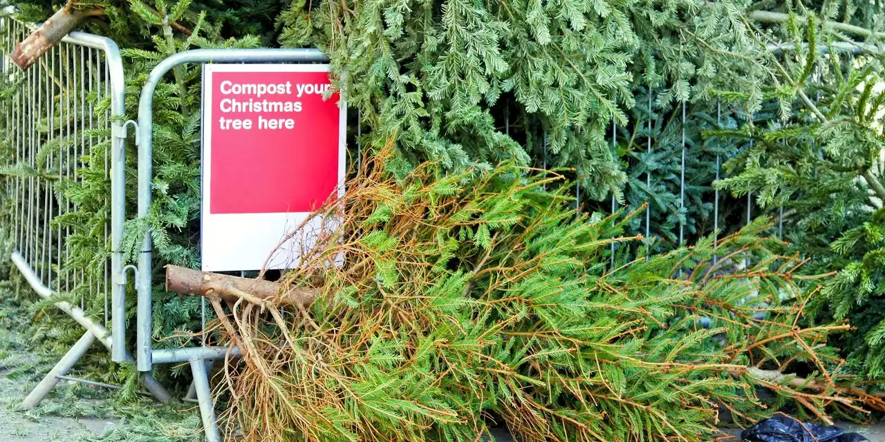 Fragrant mulch, compost starter or farm feed: Here's where and how to recycle your Christmas tree