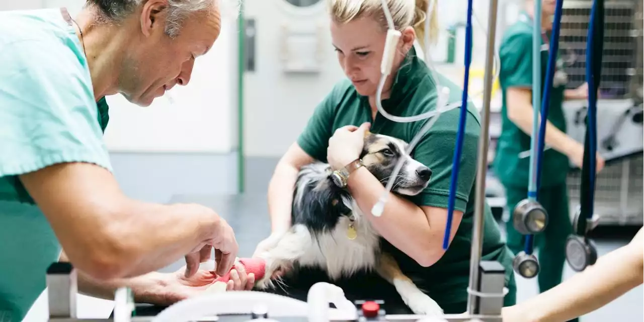 Is pet health insurance worth it? Here’s what to know before you buy it.