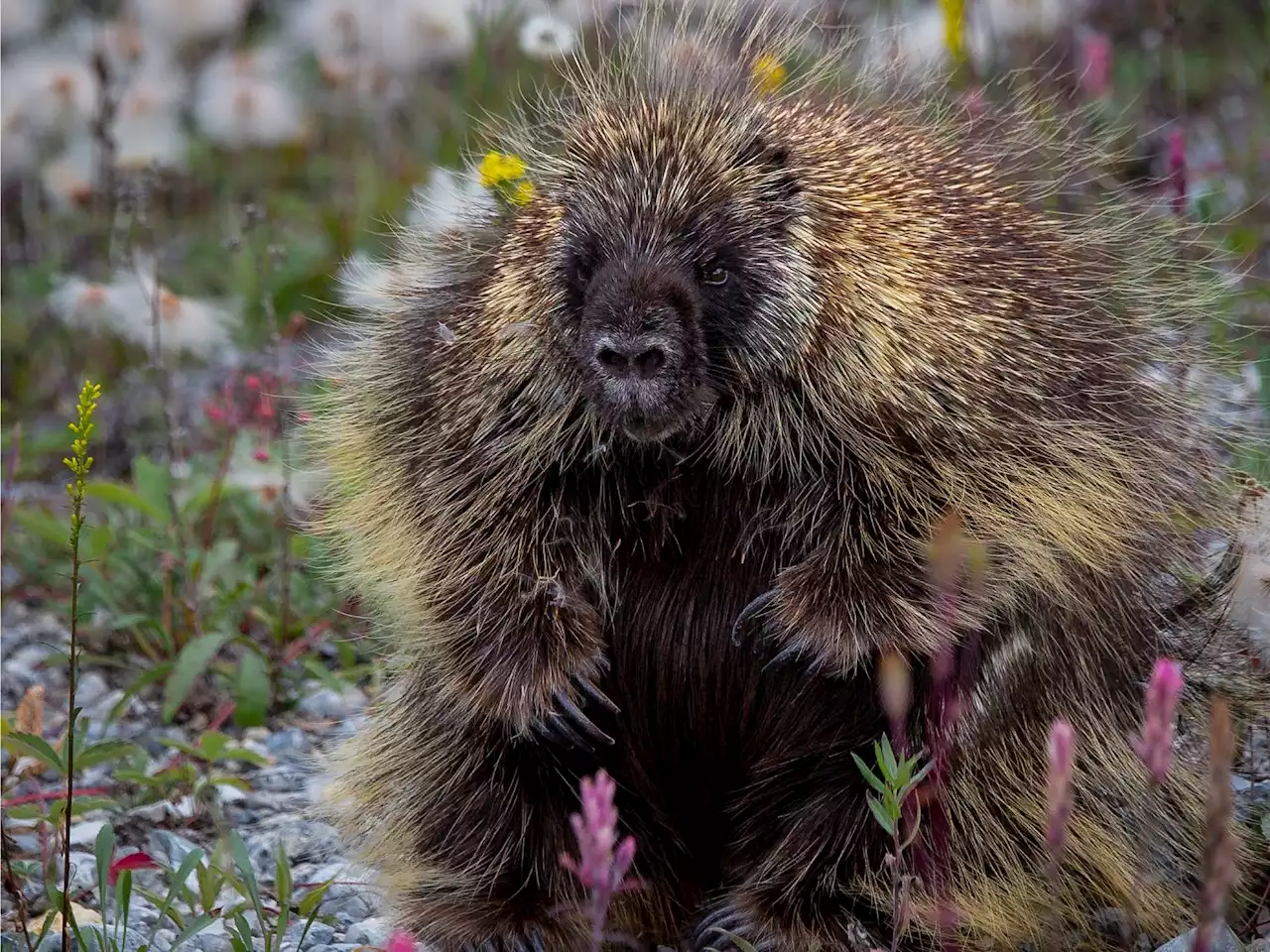 How to not get pricked by a North American porcupine