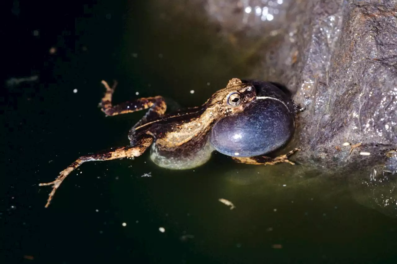 The next generation of skincare might come from frog foam