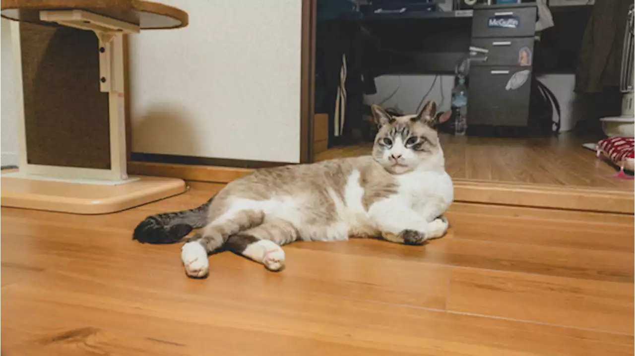 【保護猫ふくちゃんとの生活 vol.17】苦戦した物件探しから初めての引っ越しまで | 動物のリアルを伝えるWebメディア「REANIMAL」