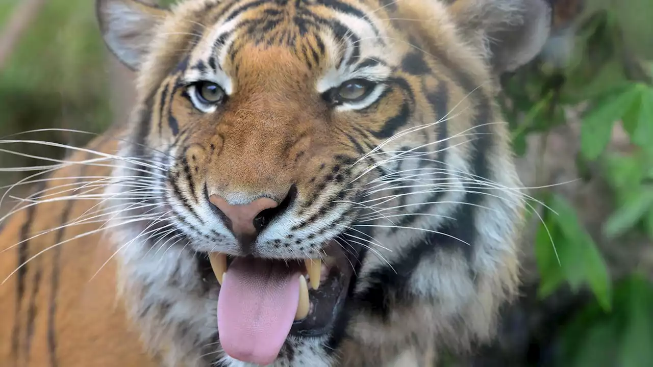 Ermittler untersuchen dramatischen Tiger-Angriff in Florida-Zoo