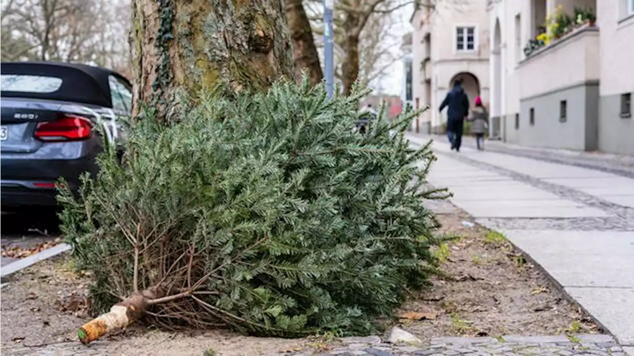 Wann die BSR in Berlin die Weihnachtsbäume abholt