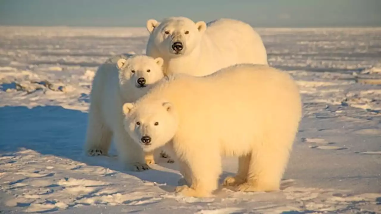 Polar Bears Migrate from America to Russia as Temperatures Rise