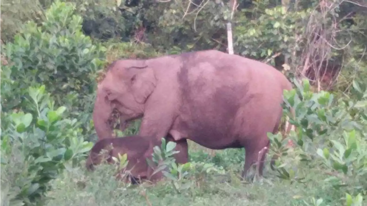 Detik-detik Kepala Dusun di Jambi Diinjak Gajah, Perut Korban Alami Luka Parah - Tribunnews.com