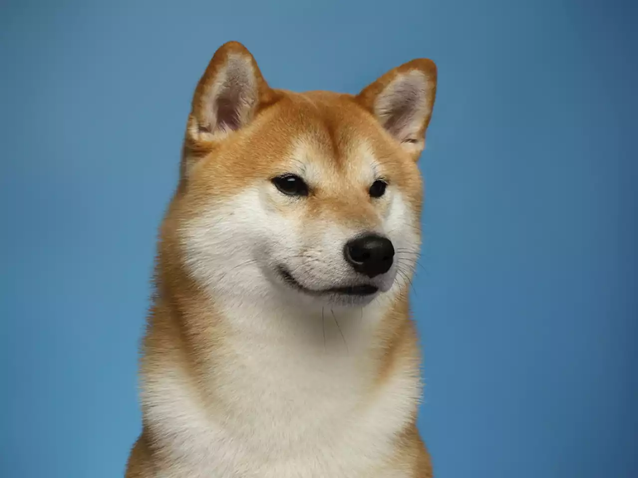 Shiba Inu and Dogecoin Profitability Evened Out: Here's Why