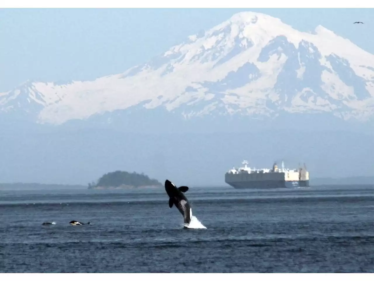 More than $45,000 in fines issued after whale protection measures in B.C. violated in 2021