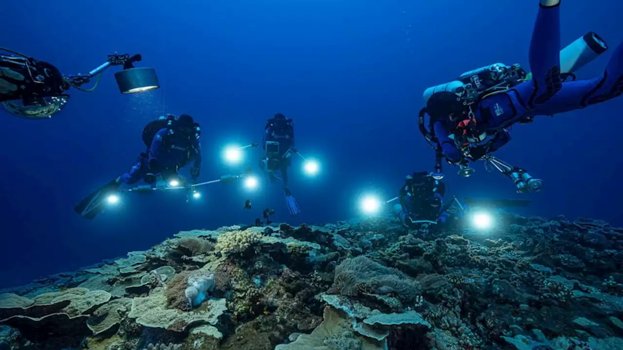 Rare, pristine coral reef found off Tahiti coast