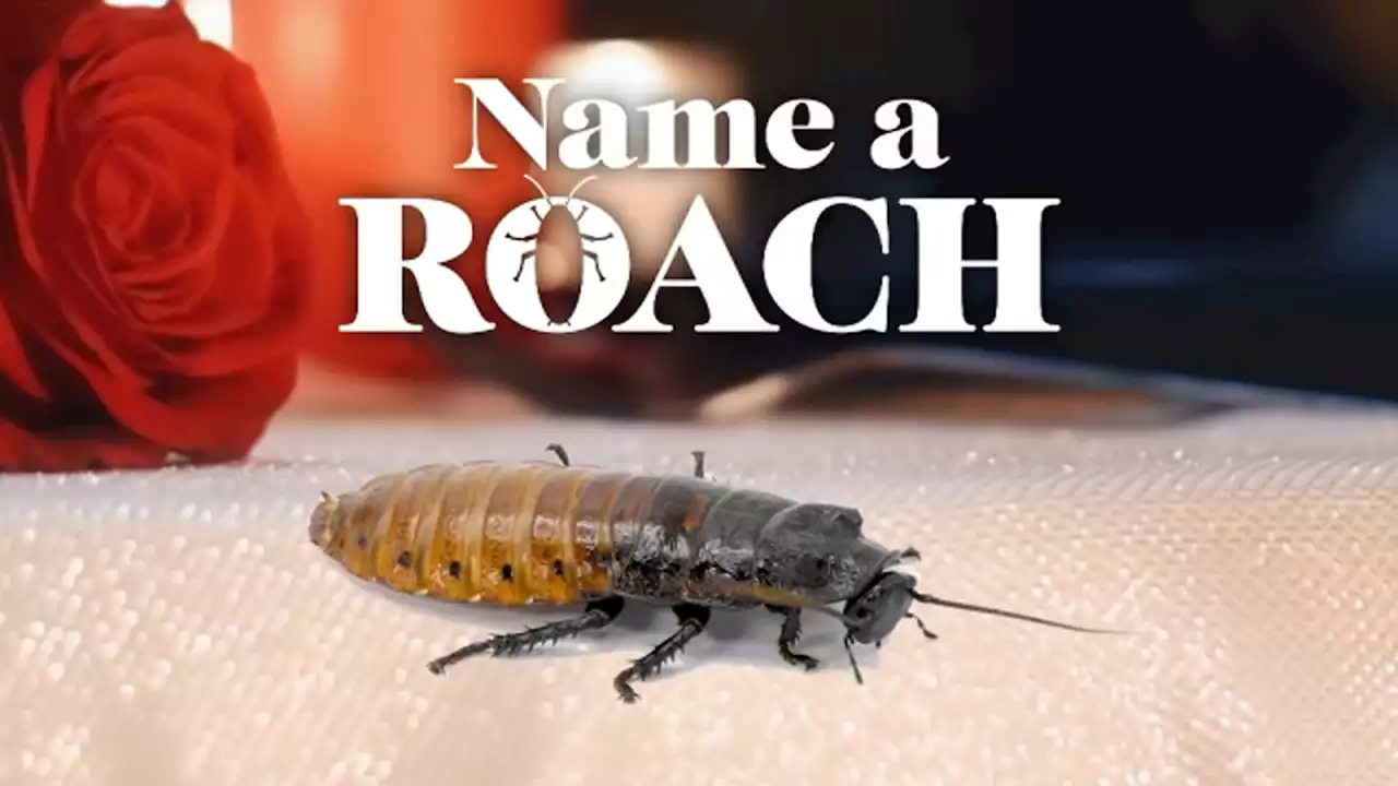 This Valentine's Day you can 'Name a Roach' for your loved one at the Bronx Zoo