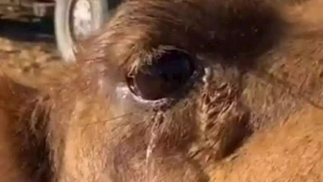 بالفيديو.. شدة البرد تجمد دموع الإبل في طريف