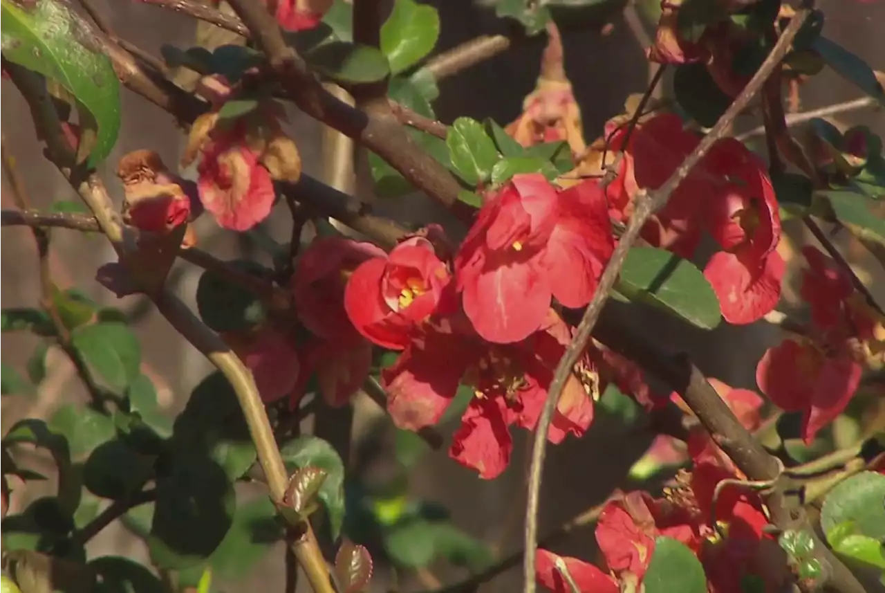 Gardening 101: Flowering Shrubs Provide Spring-Like Color During Cold Winter