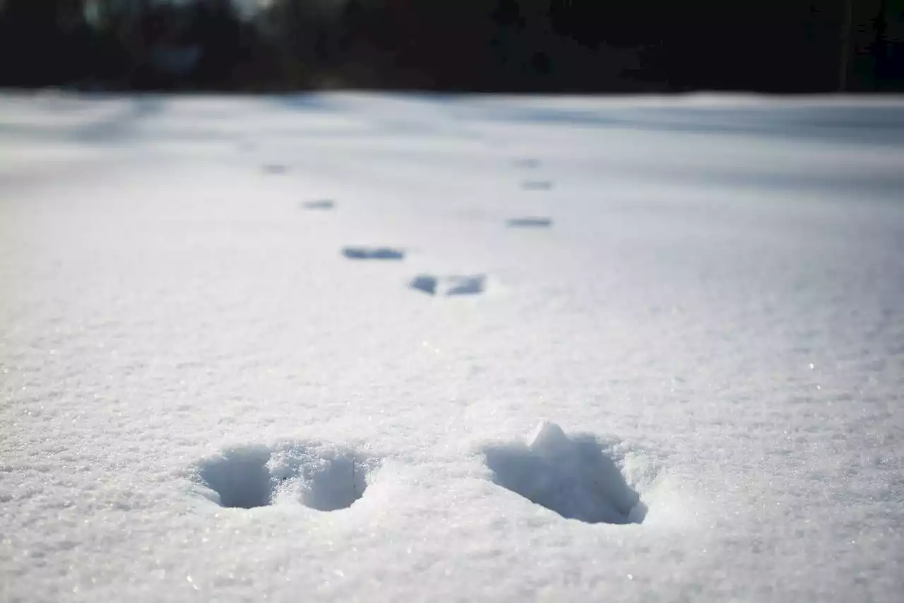 Akron Zoo releases video showing animals frolicking in snow