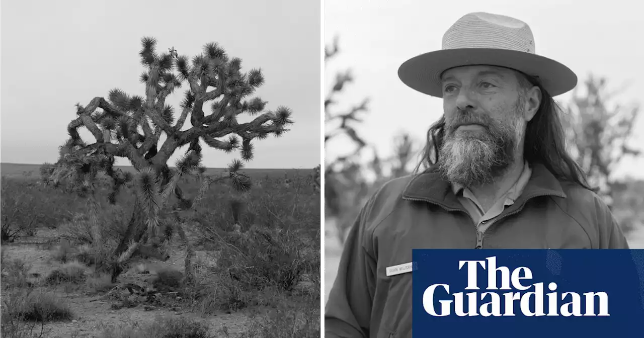 ‘Like witnessing a birth in a morgue’: the volunteers working to save the Joshua trees