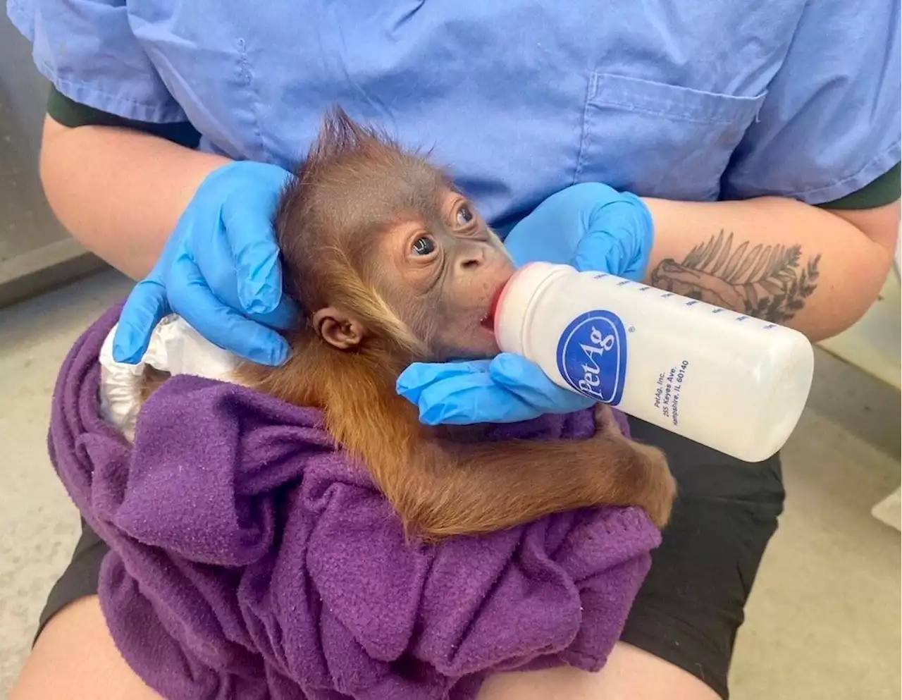 Orangutans At New Orleans Zoo Fascinated By Bottle-Fed Baby