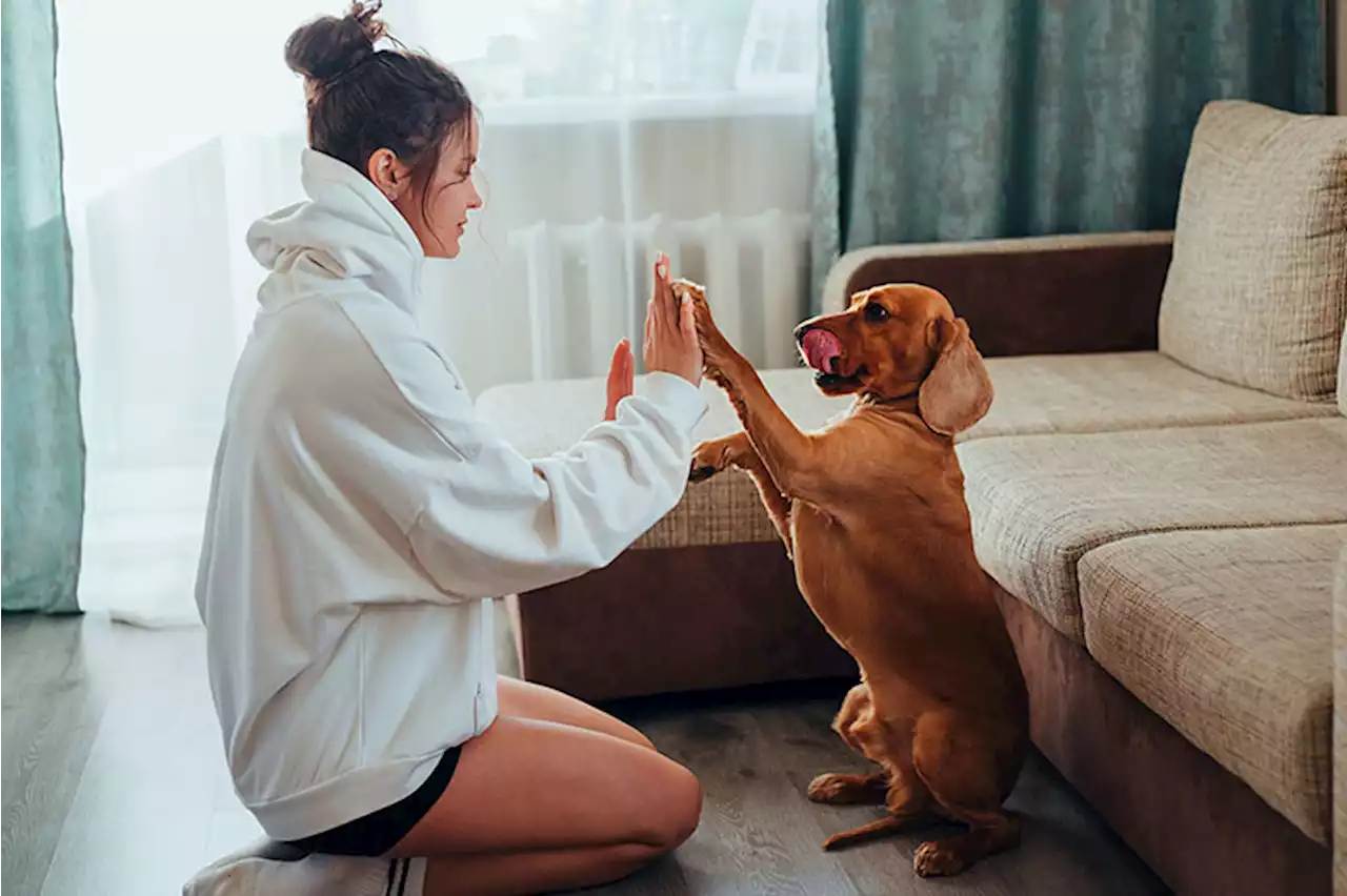 Yes, your dog can understand what you’re saying — to a point