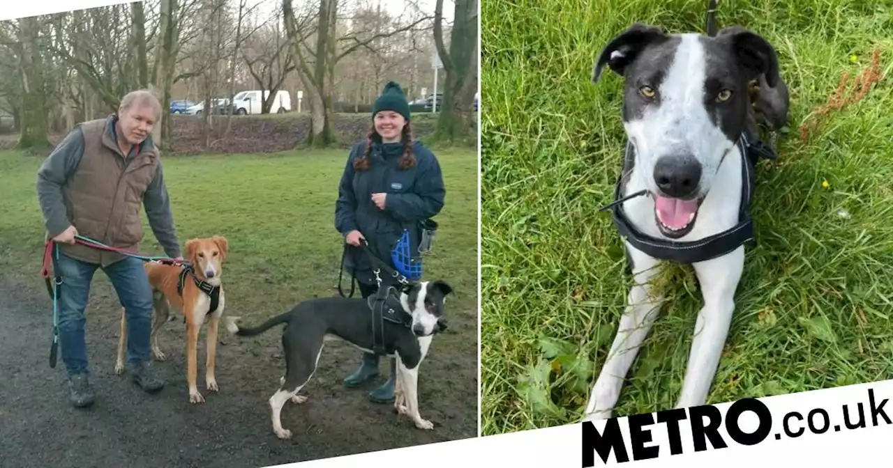 'Hero' dog who helped find missing friend is struggling to find forever home